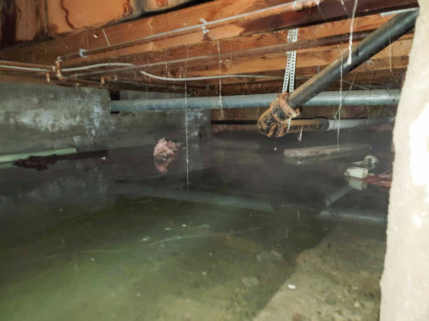 Best Water damage mitigation services  in Plainview, NE