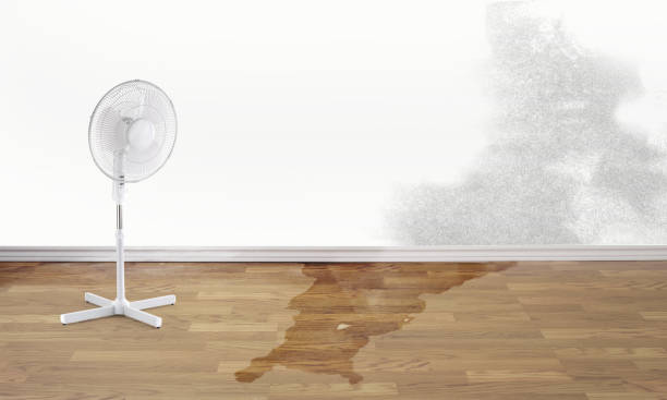 Best Water damage repair service  in Plainview, NE